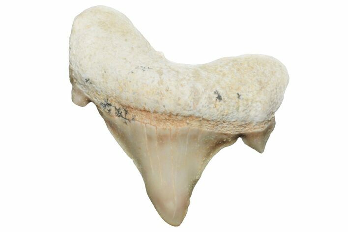 Pathological Otodus Shark Tooth - Morocco #213908